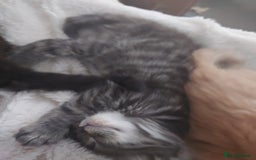 Domestic Shorthair cats for sale: Two kittens left - Image 3