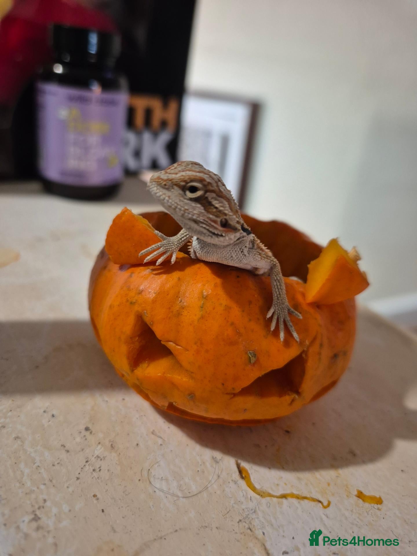Bearded Dragon reptiles for sale: BeardedDragonHet Zero / 100% Het Trans Visual hypo - Advert 16