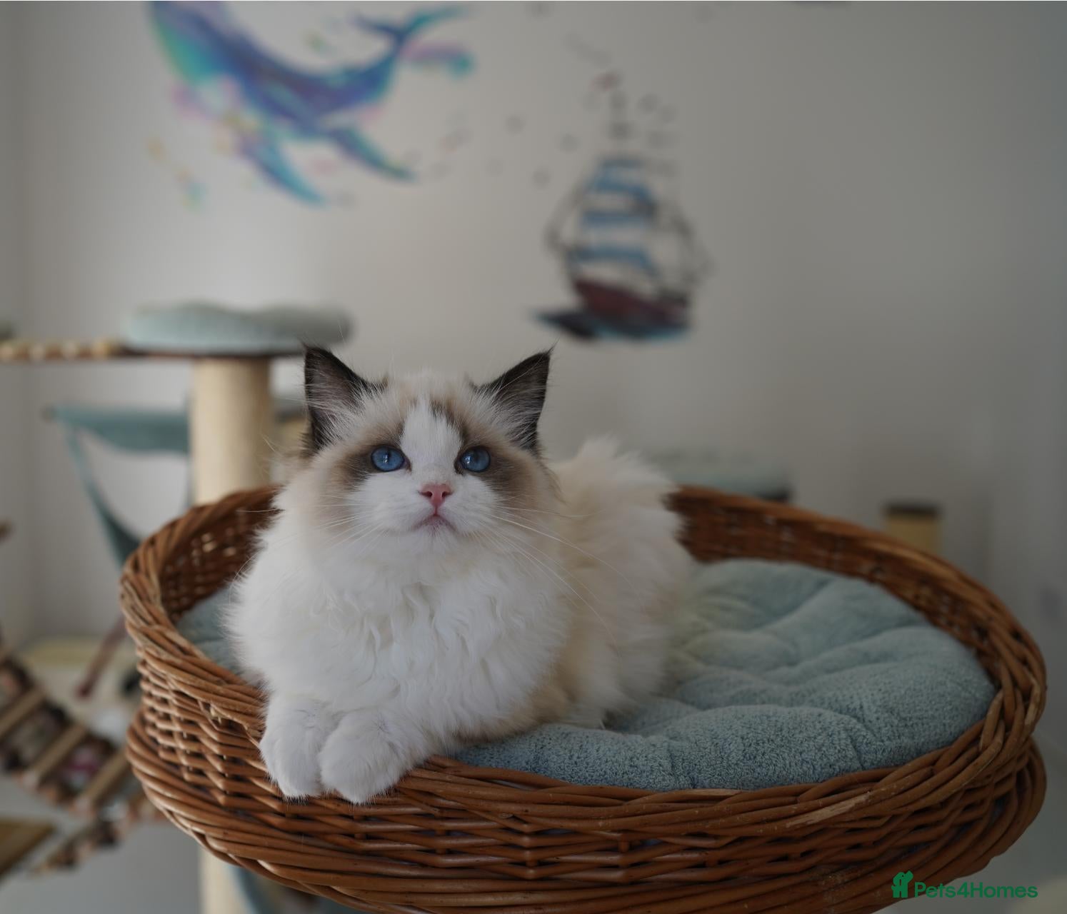 Ragdoll cats TICA registered kittens - Advert 17