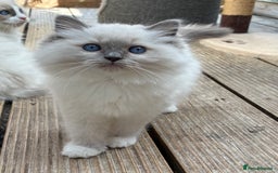 Ragdoll cats for sale: Female ragdoll kittens - Image 4