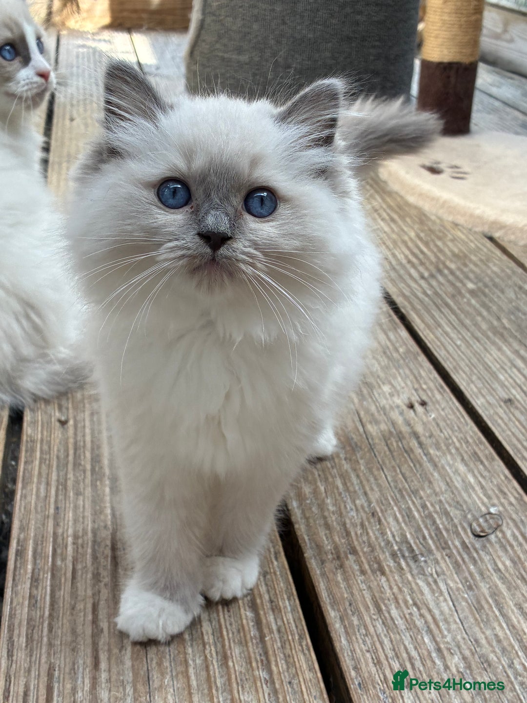 Ragdoll cats for sale: Female ragdoll kittens - Image 4