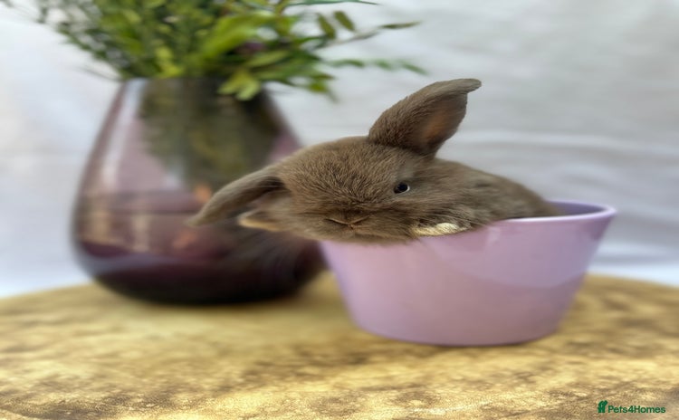 Mini Lop rabbits - Advert 8
