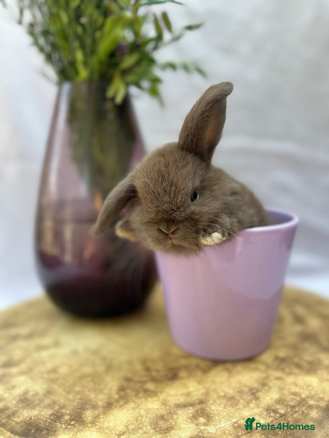 Mini Lop rabbits for sale: Gorgeous Pure Breed Mini Lop - Image 1