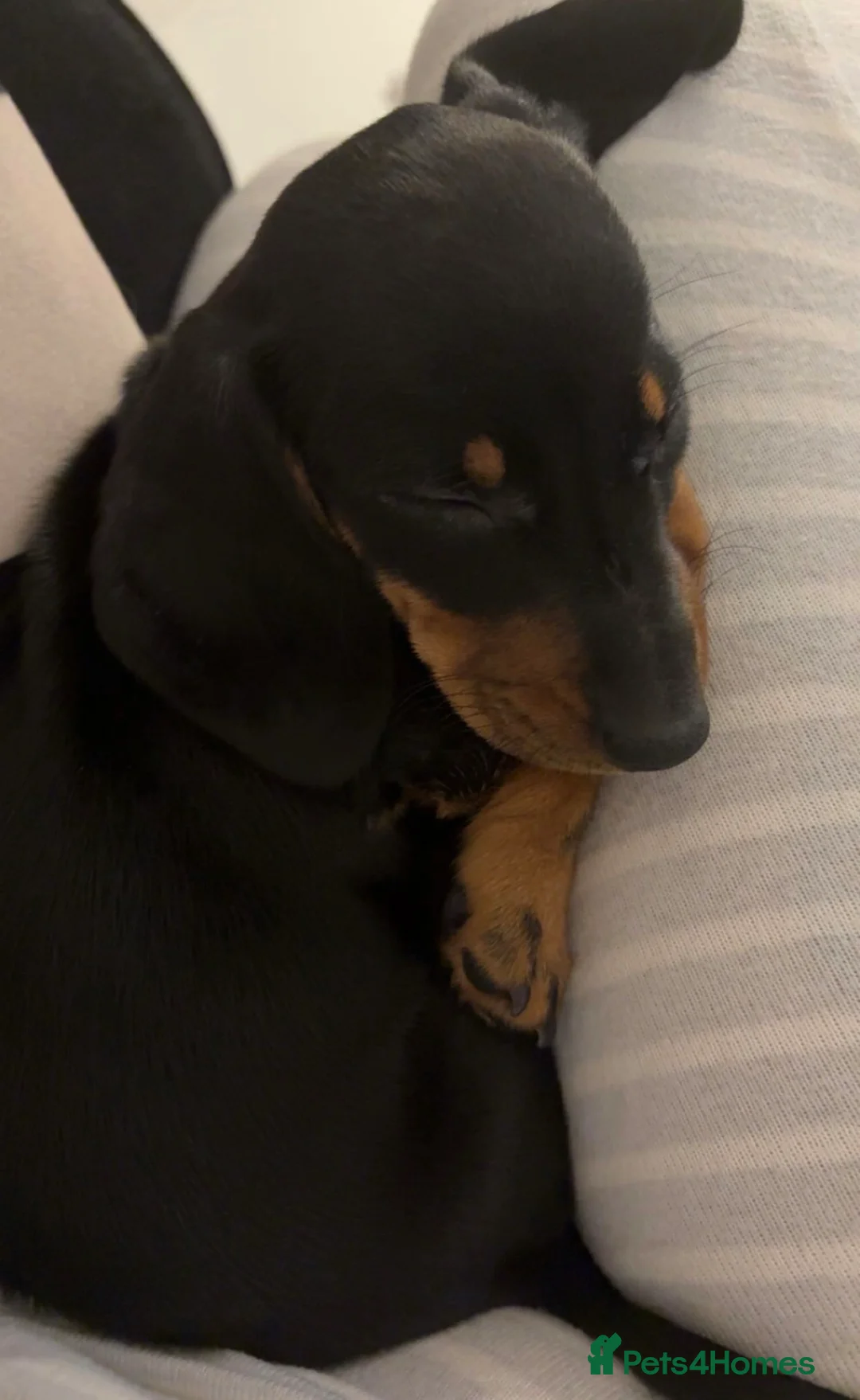 Miniature Dachshund dogs for sale: Miniature dachshund puppy for sale  - Advert 2