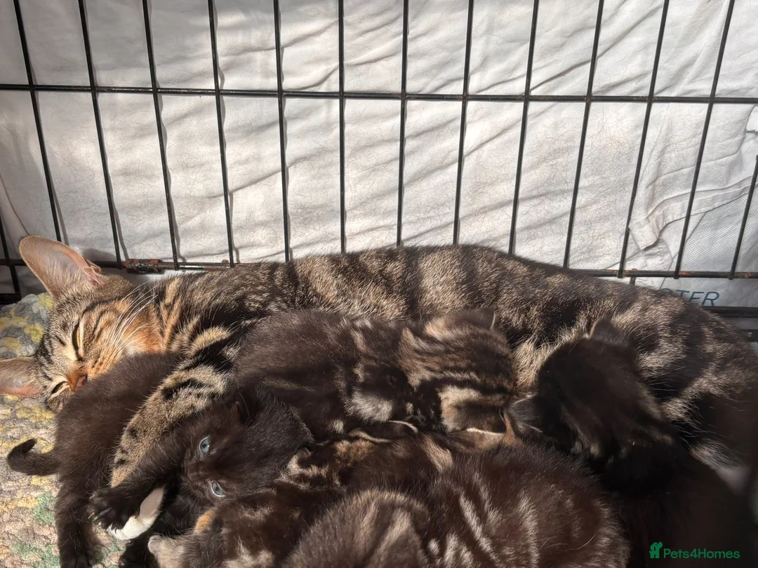 Domestic Shorthair cats for sale: 3 girl kittens and 1 boy kitten for sale in Tilbury - Advert 7