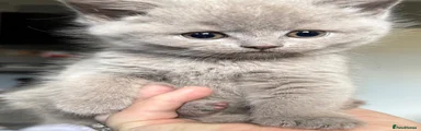 British Shorthair Kitten 4