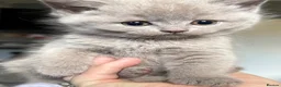 British Shorthair cats for sale: British shorthair / Russian blue  - Advert 15