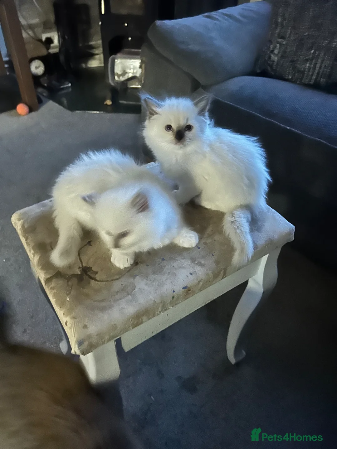 Ragdoll cats for sale: Ragdoll kittens in Bridport - Advert 2