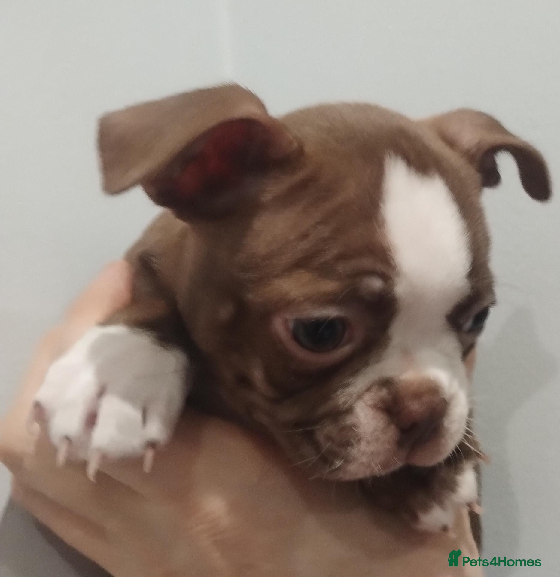 Boston Terrier dogs £1500 KC reg Boston terrier female pup - Advert 1