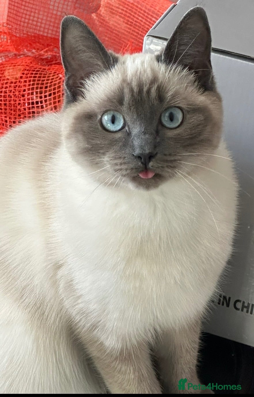 Ragdoll cats Bella - Advert 1