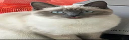 Ragdoll cats for sale: Bella - Advert 1