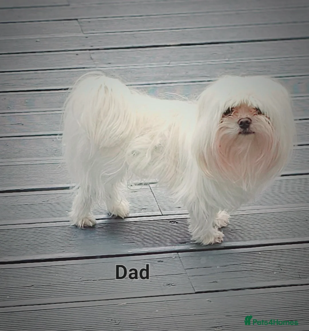 Maltese dogs for stud:  KC Maltese stud Korean line  in Derby - Advert 7