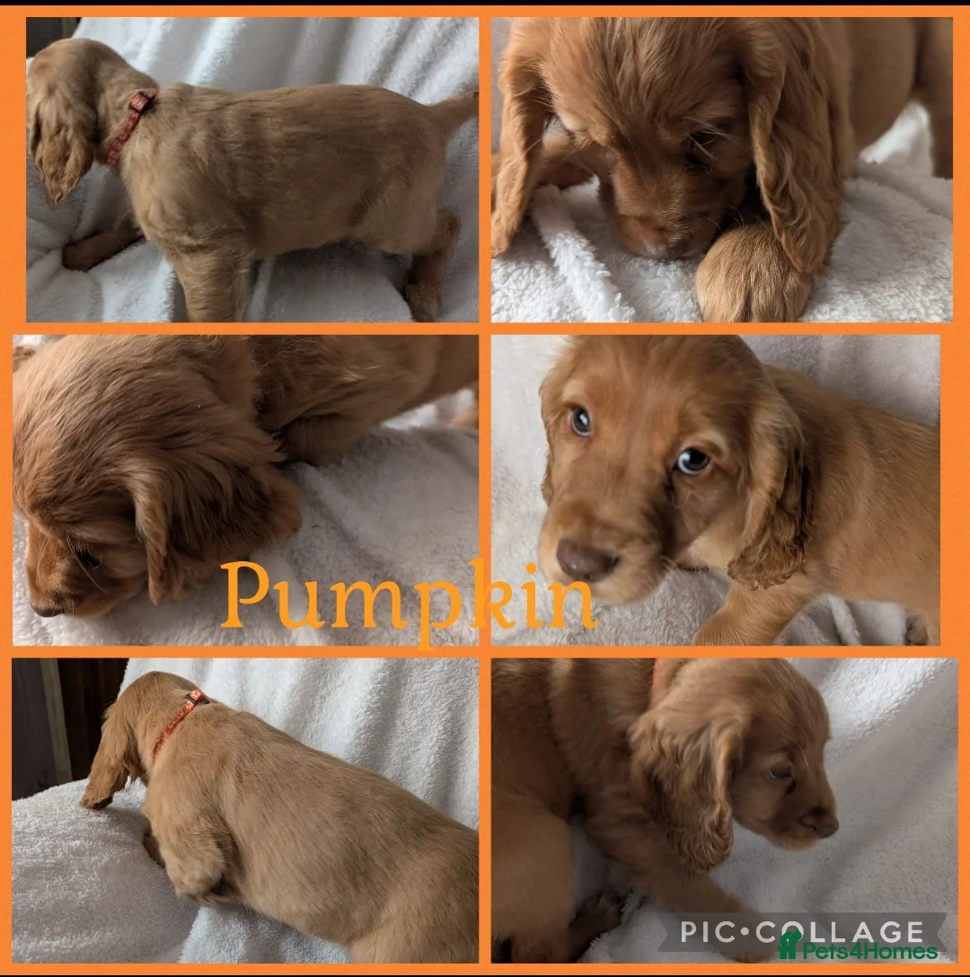 Cocker Spaniel dogs for sale: Cockerspaniel puppies ready soon! - Advert 7