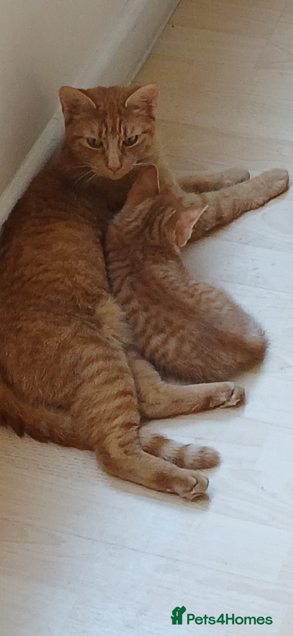 Mixed Breed cats Kitten looking for new home  - Advert 1