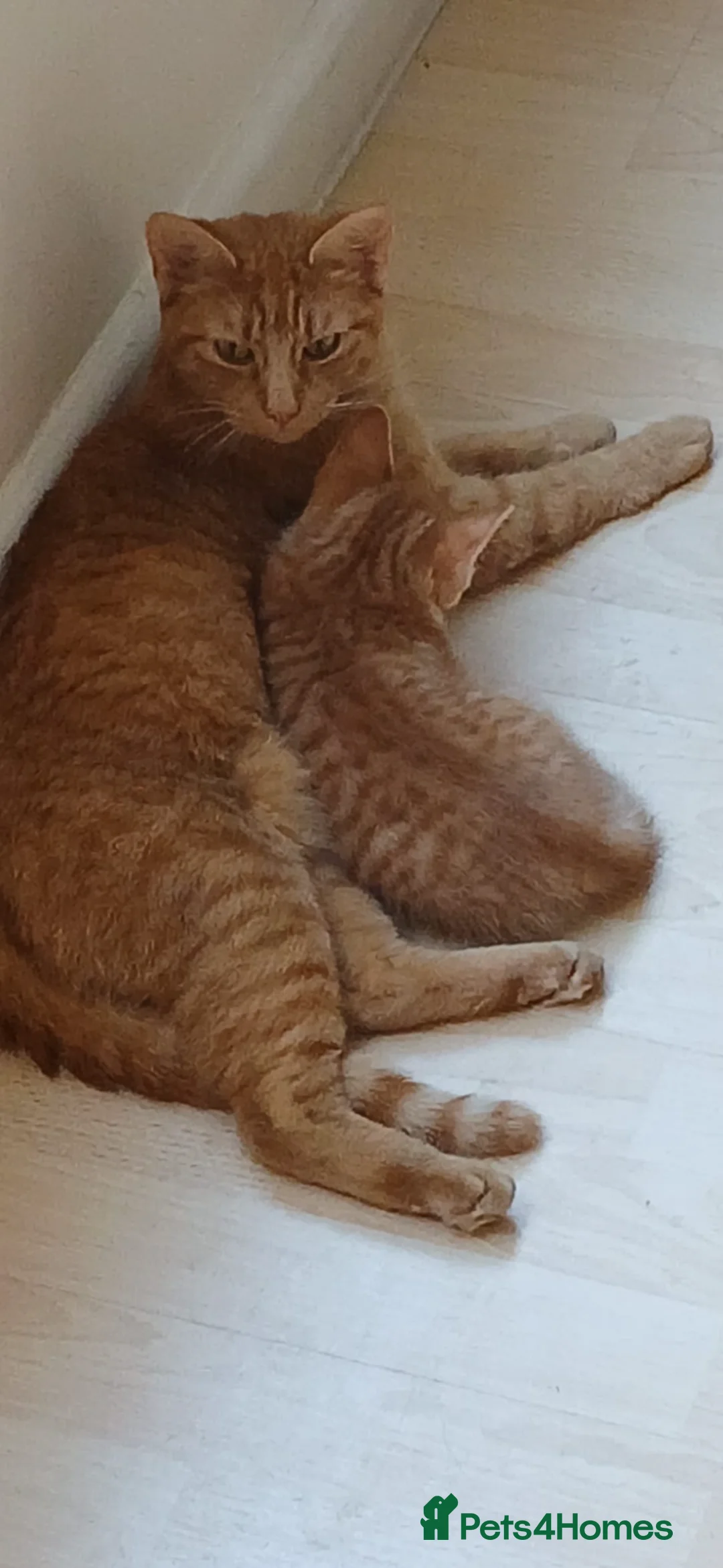 Mixed Breed cats for sale: Kitten looking for new home  in Gloucester - Advert 1