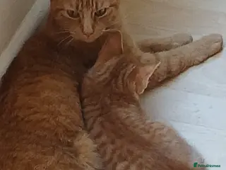 Mixed Breed cats Kitten looking for new home - Advert 18