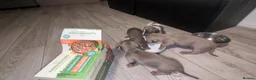 Miniature Dachshund dogs for sale: Gorgeous Purebred Miniature Dachshund Puppies - Advert 10