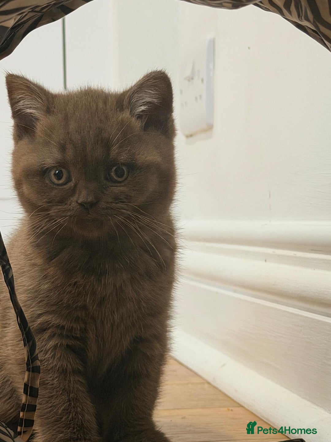 British Shorthair cats for sale: 🧸BOY FULL GCCF BSH KITTEN🧸 - Advert 5