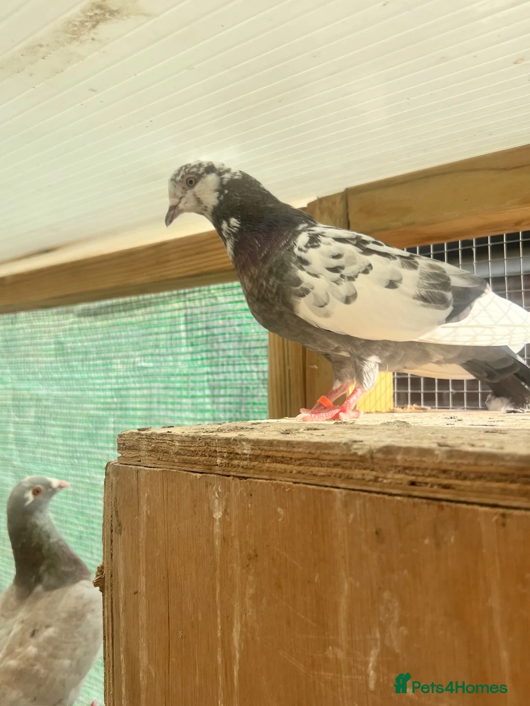 Pigeons birds for sale: Fancy Pigeons Looking for New Homes - Advert 5