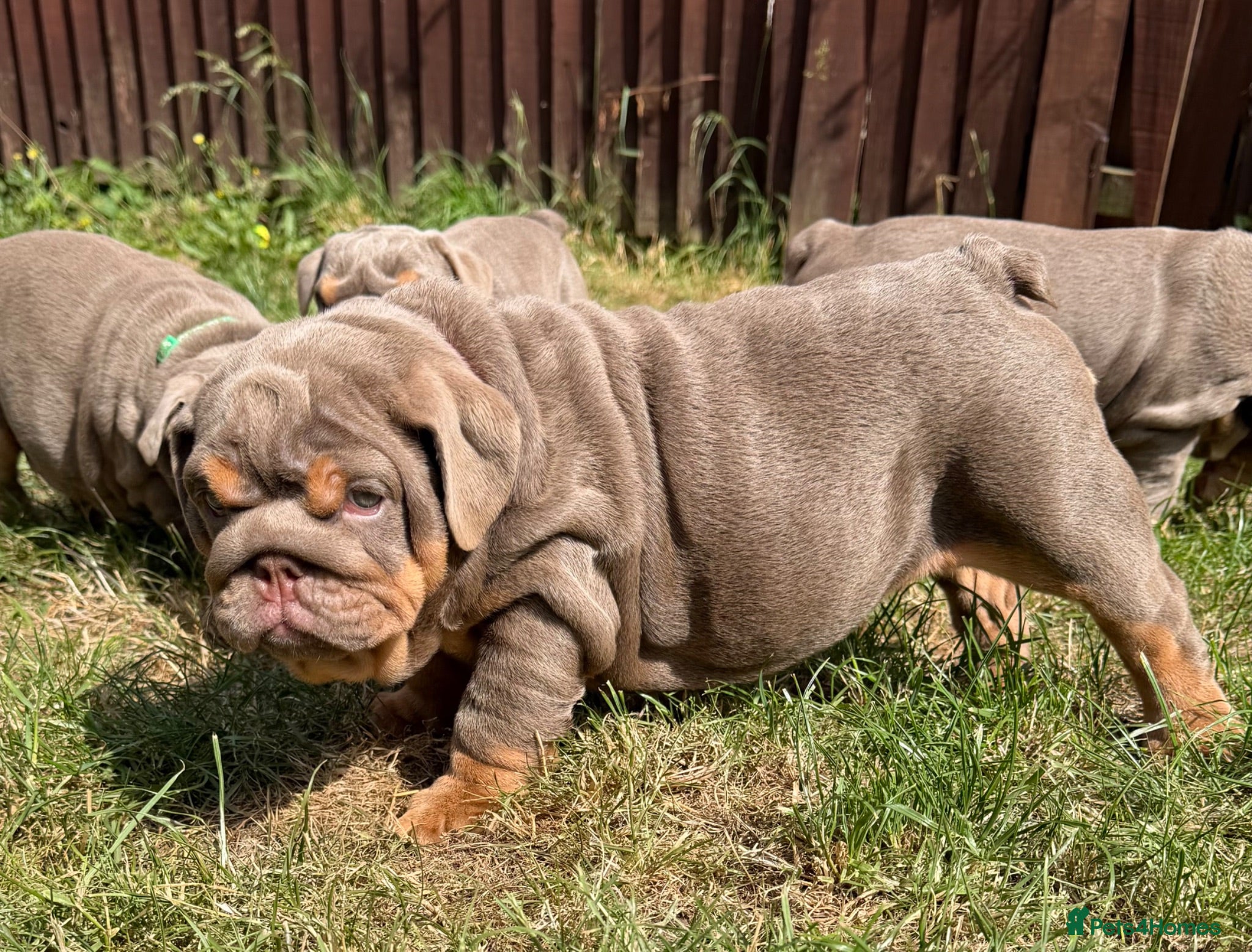 English Bulldog dogs Gorgeous KC English Bulldog Puppies🐶 - Advert 2