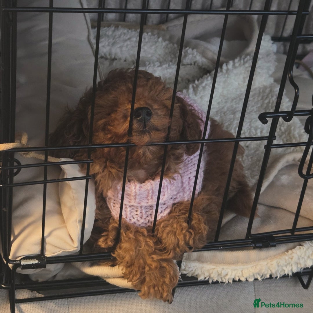 Toy Poodle dogs for sale: Gorgeous TINY red female toy poodle puppy  - Advert 3