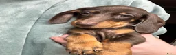 Dachshund dogs for sale: Stunning Chocolate & Tan Dachshund Puppies - Advert 11