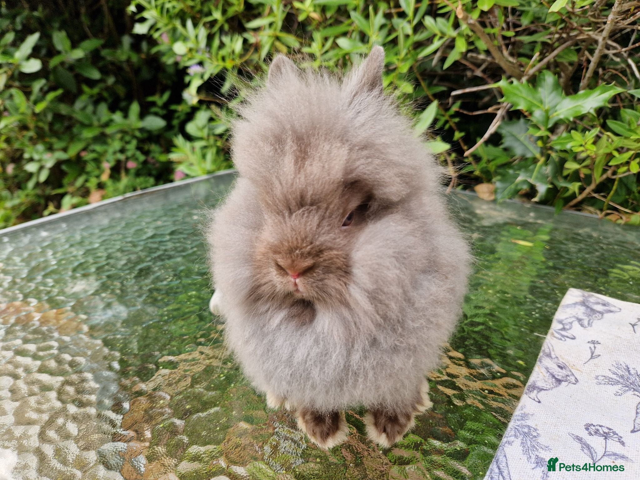 Lionhead rabbits READY NOW Purebred Lionhead Baby Rabbits - Advert 2
