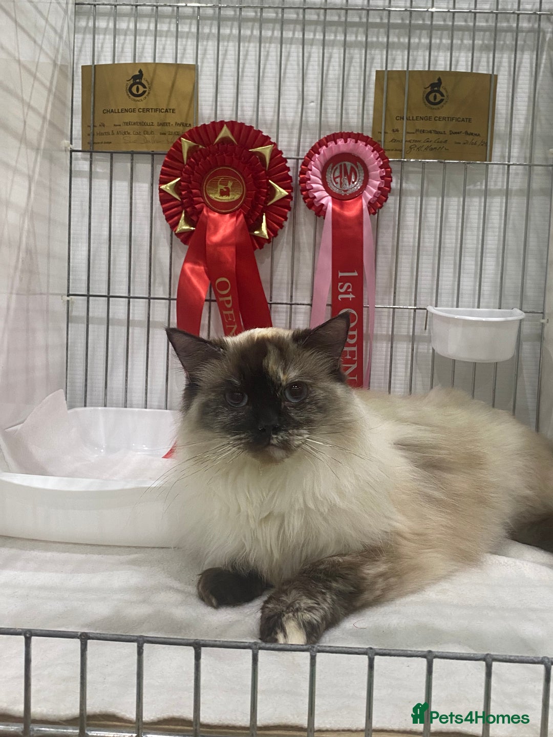 Ragdoll cats for sale: Gccf registered female ragdoll - Advert 1