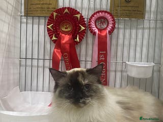 Ragdoll cats Gccf registered female ragdoll - Advert 1
