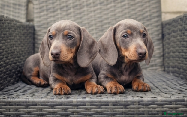 Miniature Dachshund dogs ‼️READY FOR NEW HOMES 🩷MINIATURE Dachshund babies - Advert 2