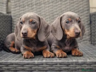 Miniature Dachshund dogs ‼️READY FOR NEW HOMES 🩷MINIATURE Dachshund babies - Advert 2