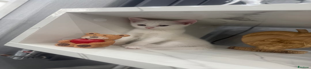 Turkish Angora Kitten 2