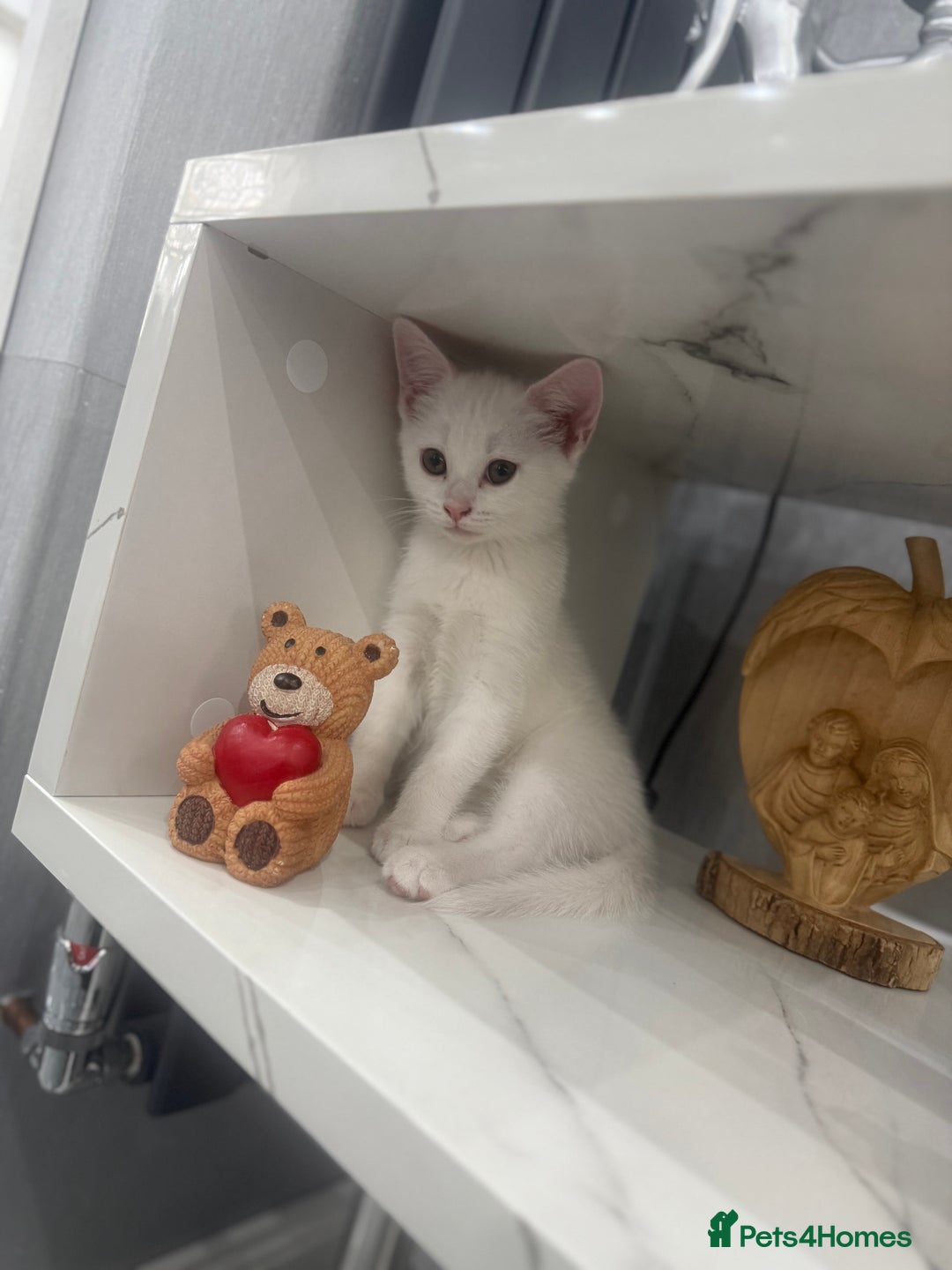 Turkish Angora cats for sale: Turkish Angora Kitten-Each ready for a loving home - Image 14
