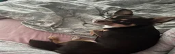 Chihuahua dogs for stud: Chocolate tri Stud - Advert 2