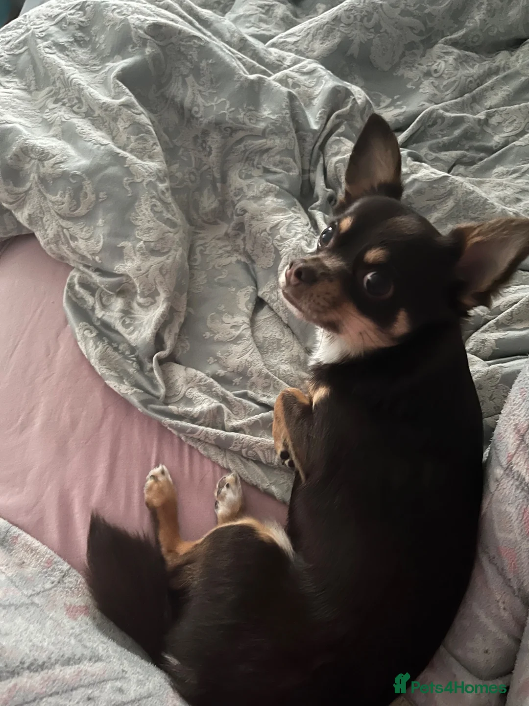 Chihuahua dogs for stud: Chocolate tri Stud - Advert 2