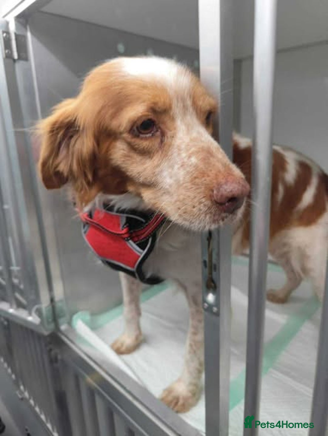 Brittany Spaniel dogs for adoption: Lovely gentle boy, Rudolph in foster in Solihull - Advert 6