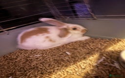 Mixed Breed rabbits for sale: Mini lop cross bunny - Image 3