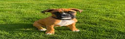 Boxer dogs for sale: Beautiful Boxer Puppy  - Advert 6