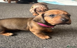 Dachshund dogs for sale: Beautiful dachshund puppies  - Image 20
