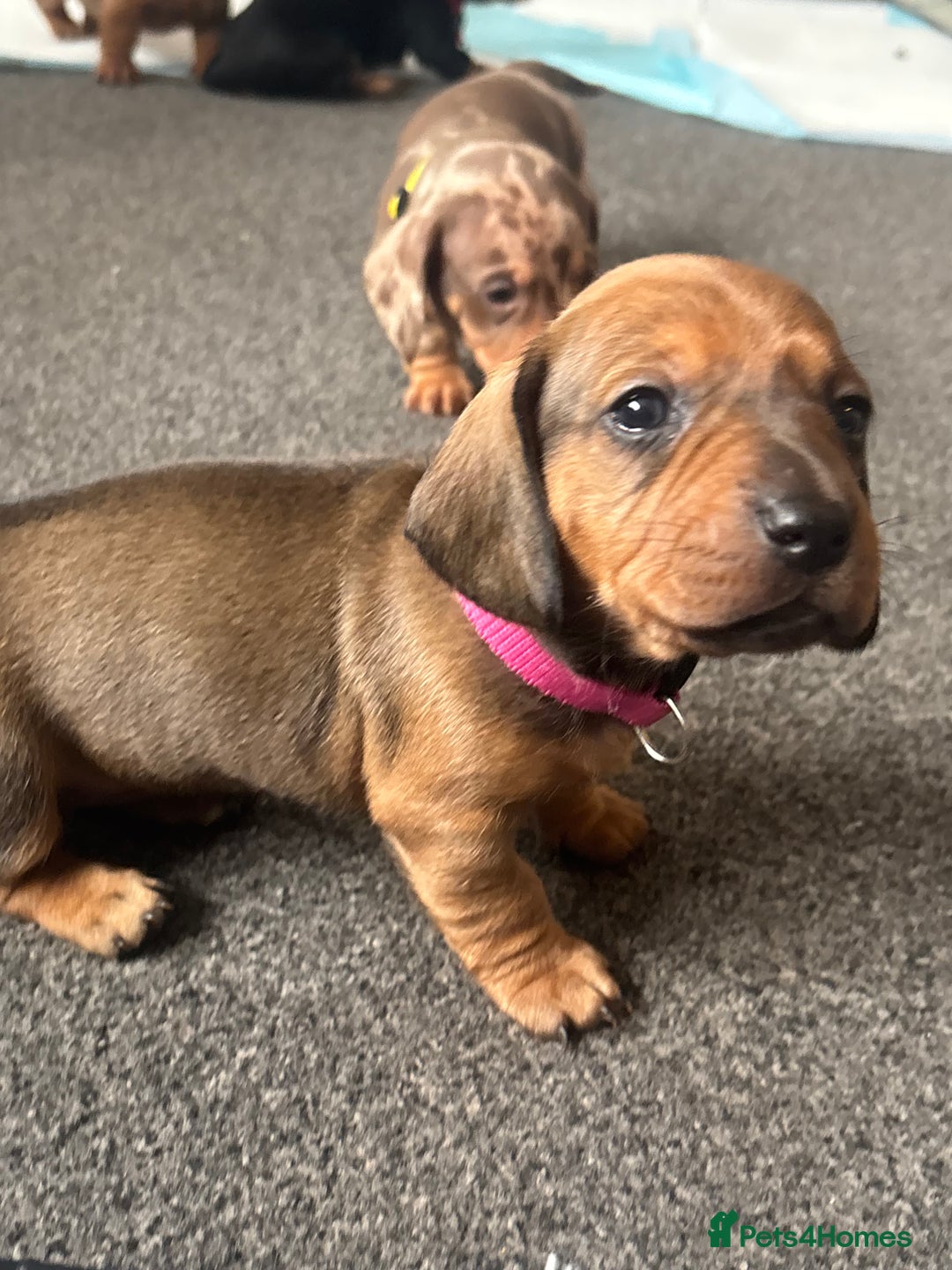 Dachshund dogs for sale: Beautiful dachshund puppies  - Image 20