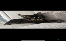 Bengal cats for sale: Adorable Kitten Looking for a Loving Home - Image 4