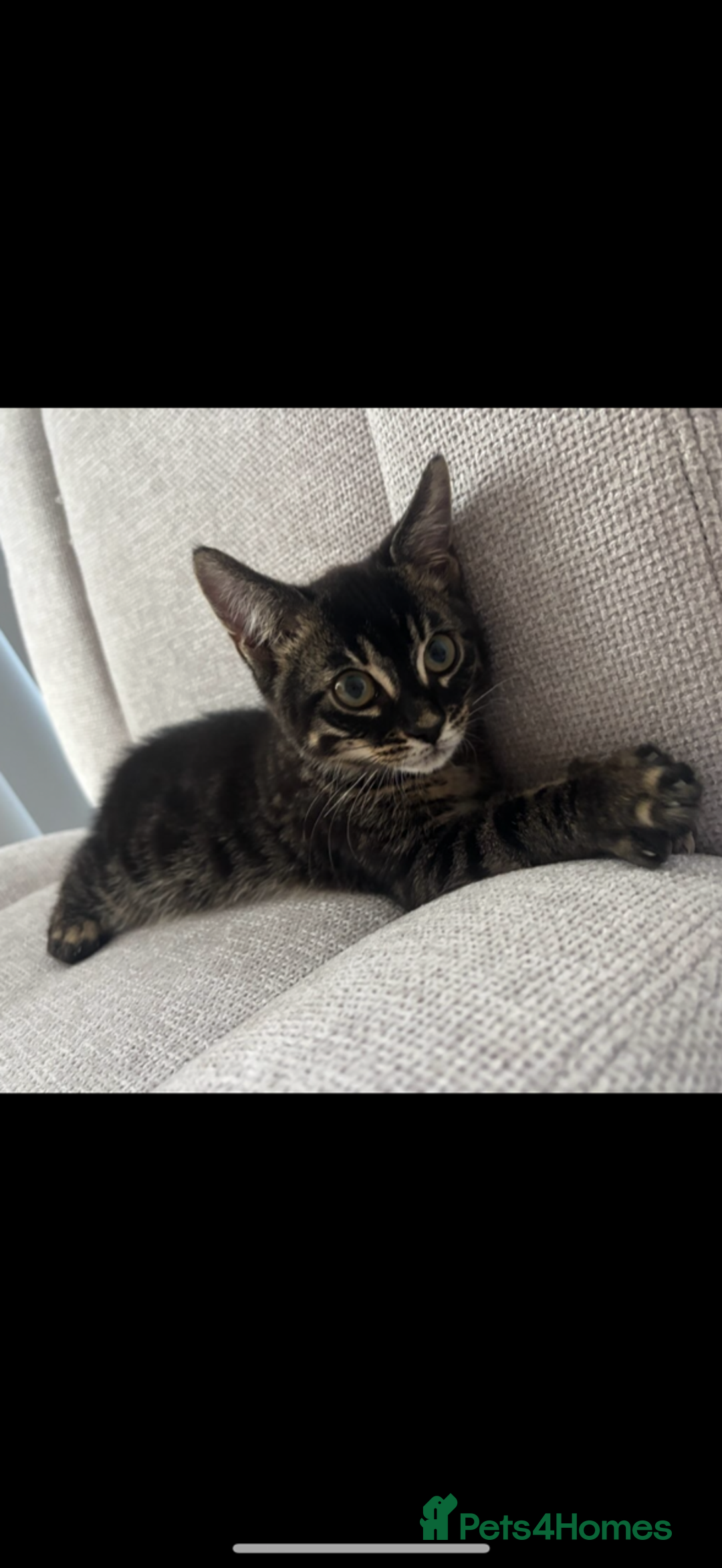 Bengal cats for sale: Adorable Kitten Looking for a Loving Home - Image 4
