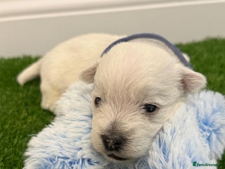 West Highland Terrier dogs KC West Highland Terriers 🧬 Health Tested Parents - Advert 1