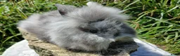 Lionhead rabbits for sale: Stunning DM lionhead baby rabbits - Advert 17