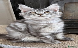 Maine Coon cats for sale: Outstanding pedigree Maine coons  - Image 2
