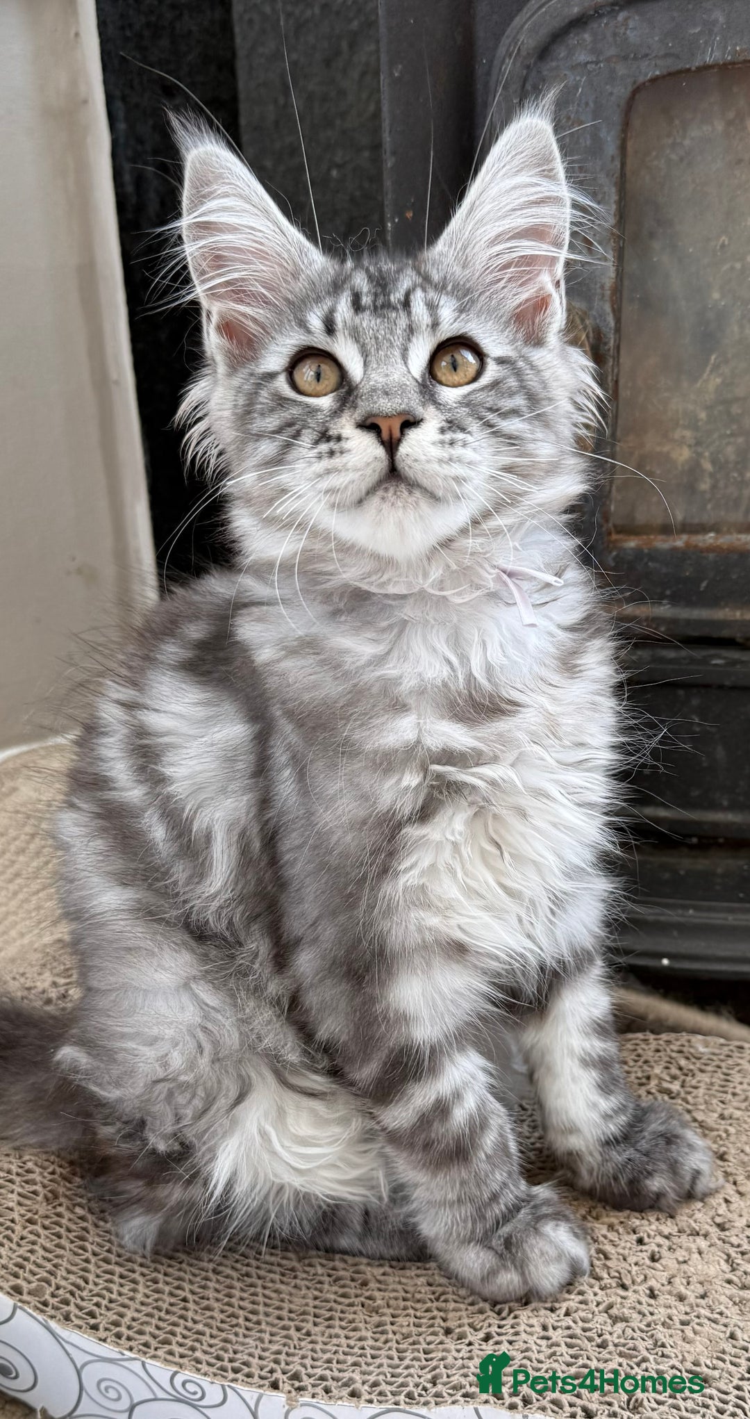 Maine Coon cats for sale: Outstanding pedigree Maine coons  - Image 2