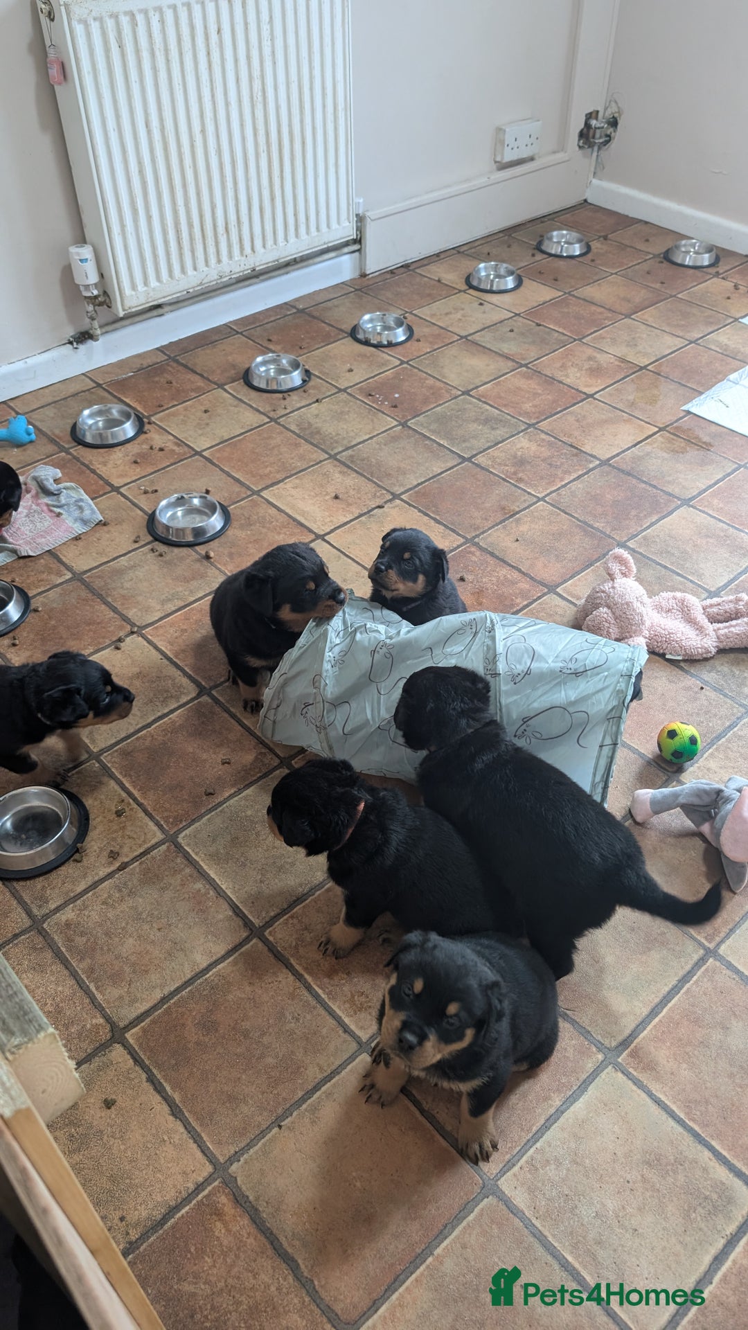 Rottweiler dogs for sale: Rottweiler puppies  - Image 28