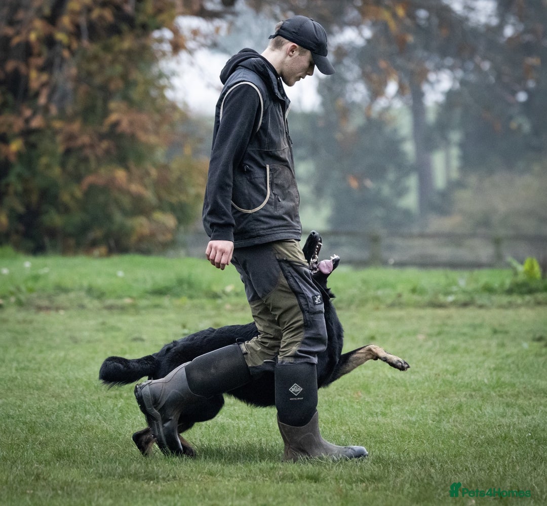 German Shepherd dogs for sale: Nix female  - Image 3