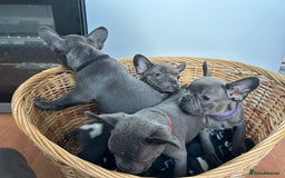 French Bulldog dogs for sale: Solid Blue French Bulldog  - Image 33