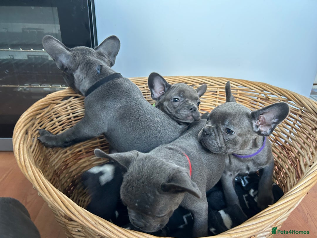 French Bulldog dogs for sale: Solid Blue French Bulldog  - Image 33